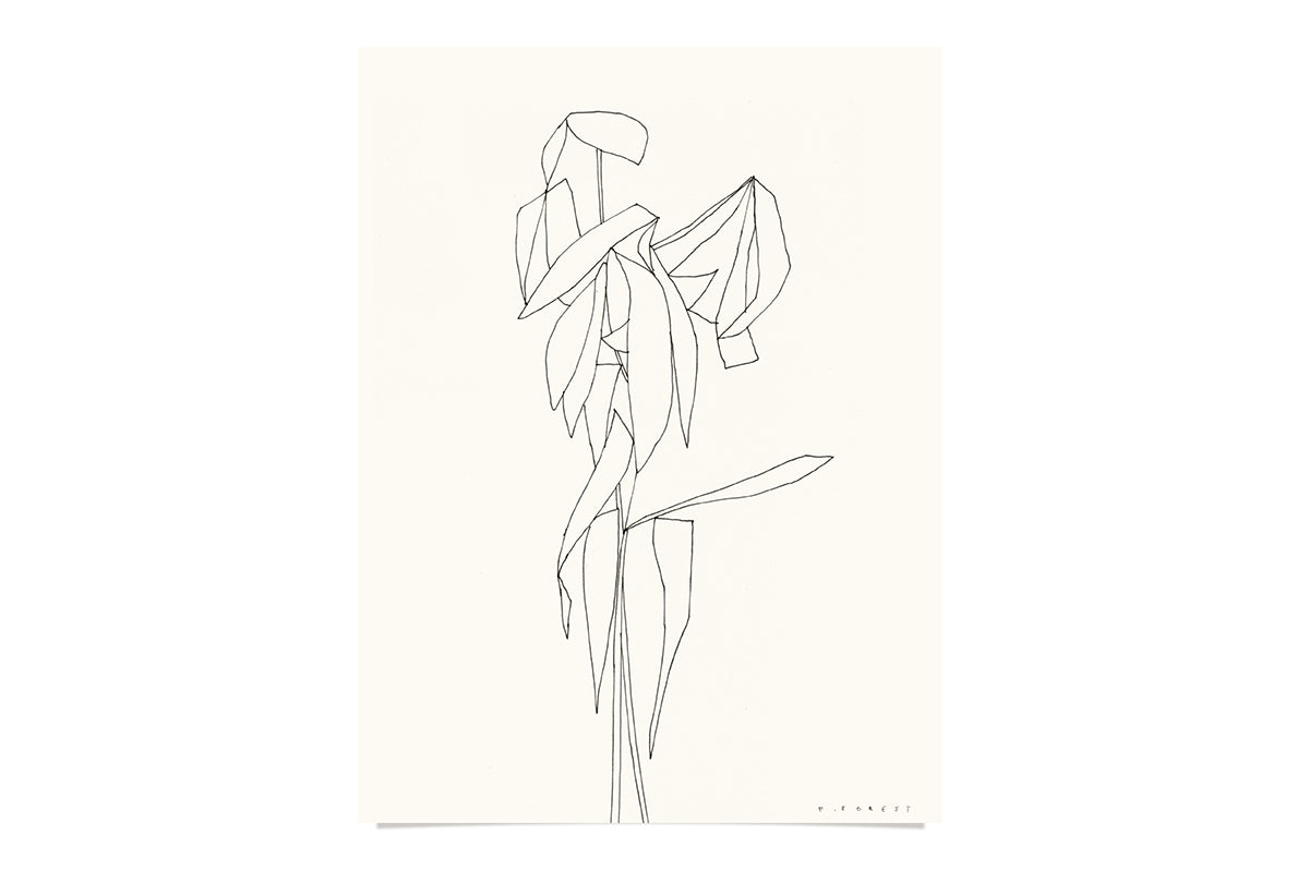 FredericForest_Plant_Etude59_Original_Drawing_24x32cm