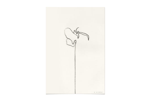 FredericForest_WhiteOrchid _Etude1_Original_Drawing_17x25cm